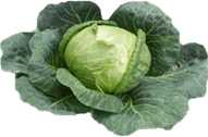 Cabbage PNG