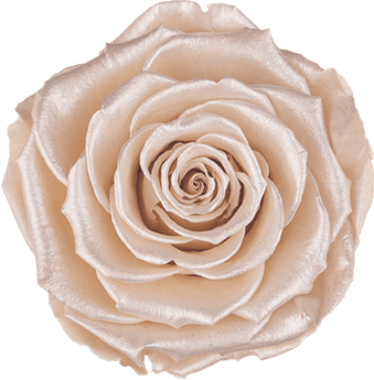 Beige Rose PNG