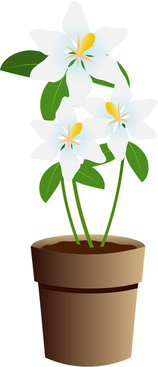 Jasmine Tree PNG