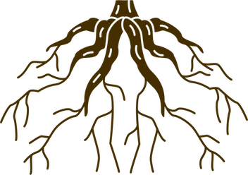 Roots PNG