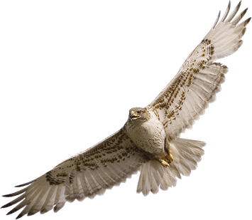 Hawk Bird PNG