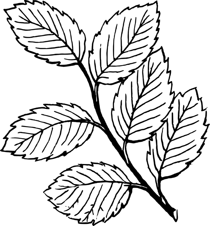 Leaf Black And White PNG