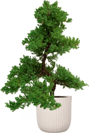 Juniper Tree PNG