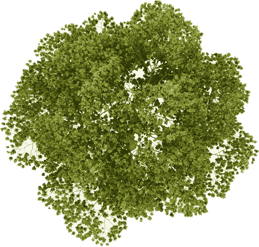 Plan View Tree PNG