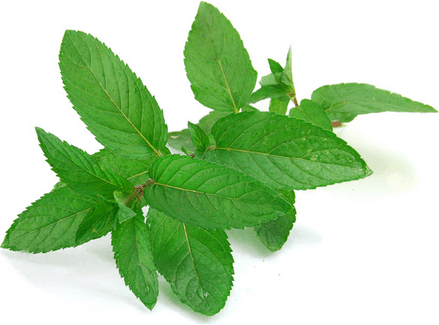 Mint Leaf PNG