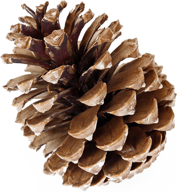 Conifer Cone PNG