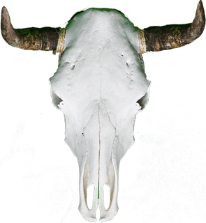 Bull Skull PNG