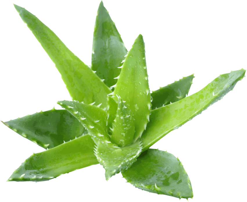 Aloe Vera PNG