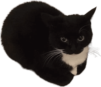 Roblox Cat PNG