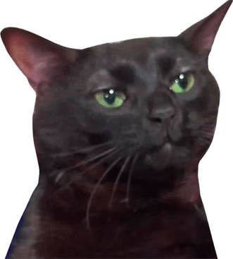 Zoning Out Cat PNG