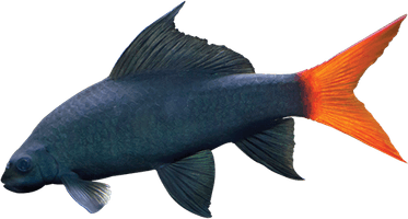 Ornamental Fish PNG