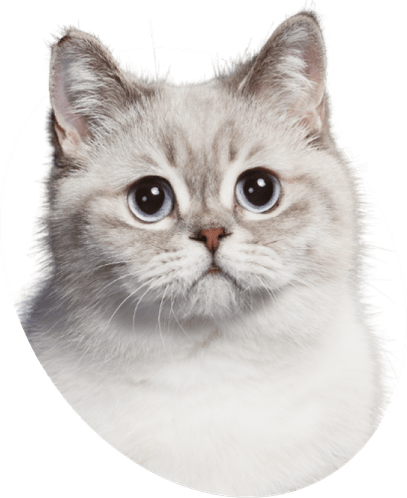 Heavy Breathing Cat PNG