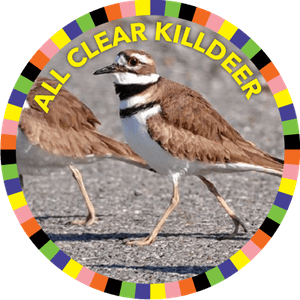 Killdeer Bird PNG
