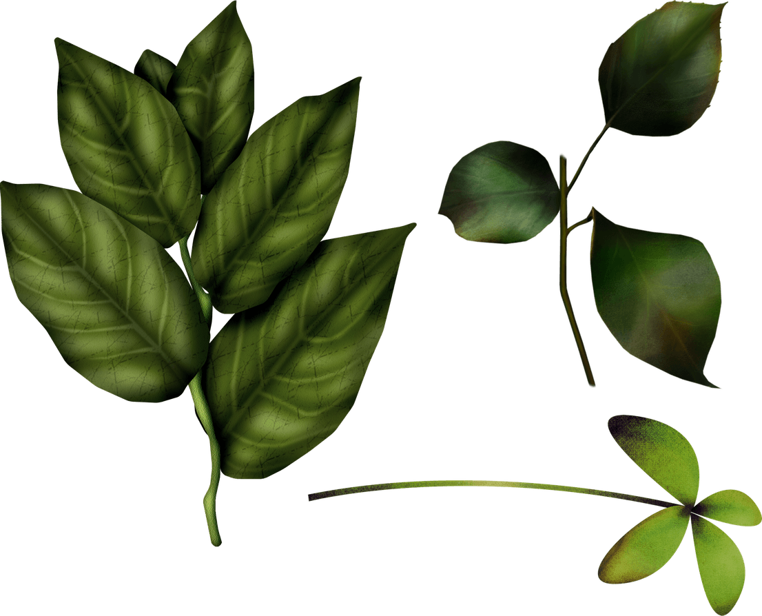 Green Leaf PNG