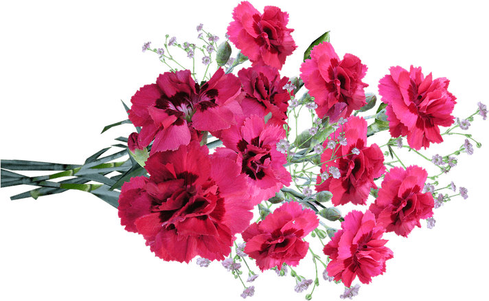 Carnation Flower PNG