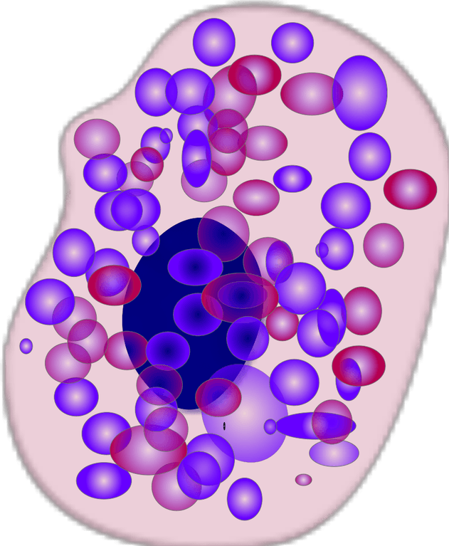 Body Cell PNG
