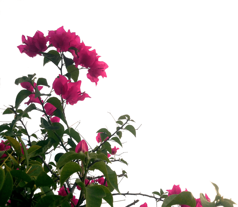 Bougainvillea Flower PNG