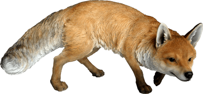 Dhole PNG