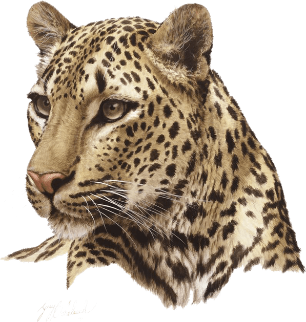 Leopard PNG
