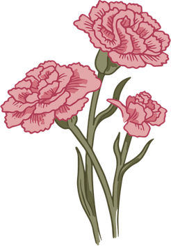 Carnation Flower PNG