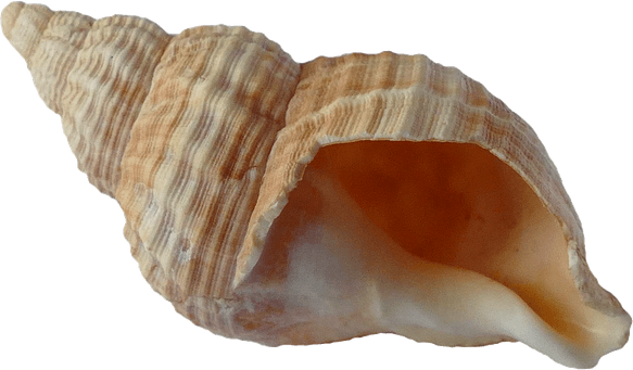 Seashell PNG