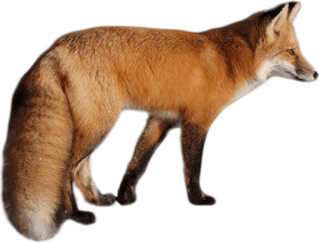 Dhole PNG
