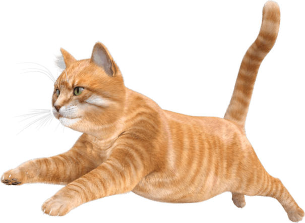 Funny Cat PNG