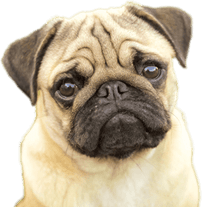 Pug PNG