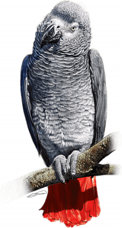 Grey Parrot PNG