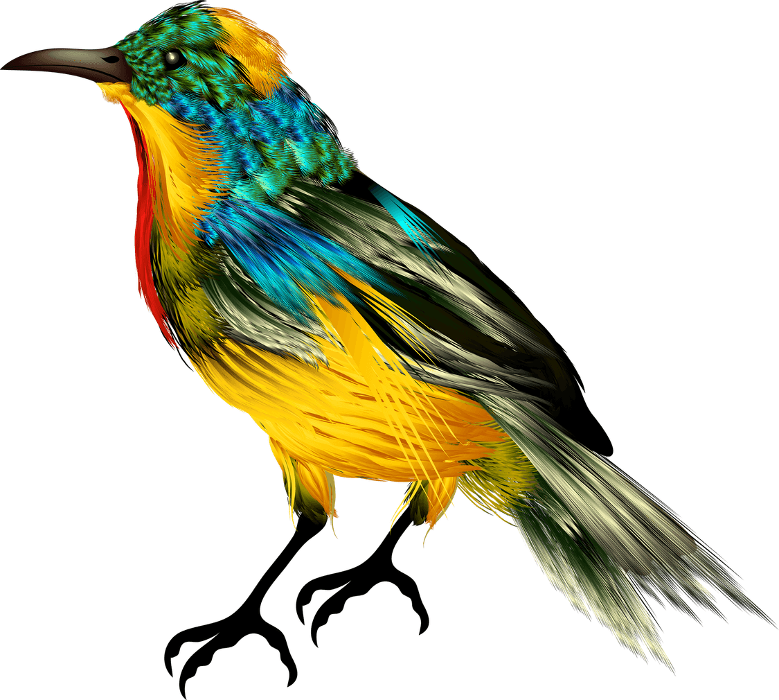 African Bird PNG