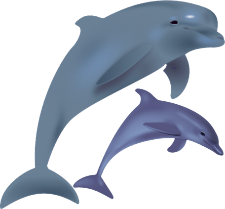 Dolphin PNG