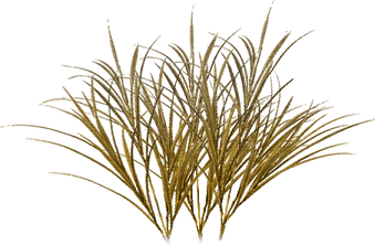 African Grass PNG