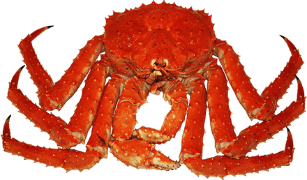 Crab Spiders PNG