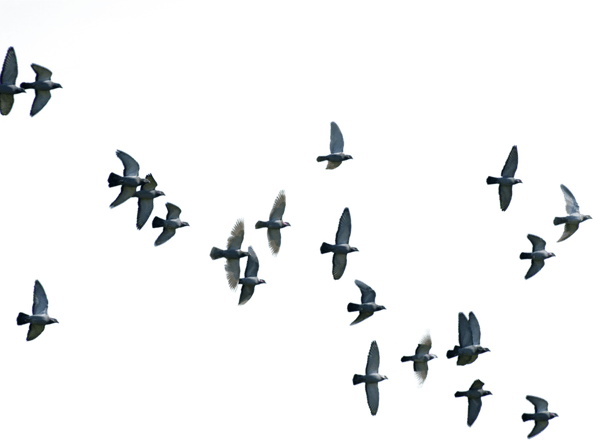 Birds Flying PNG