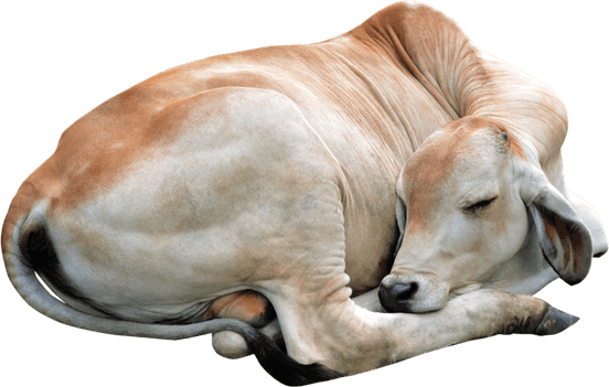 Indian Cow PNG