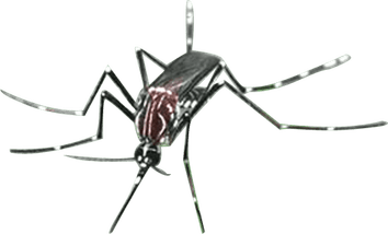 Mosquito PNG