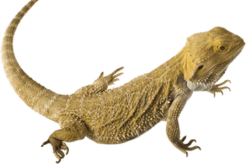 Worm Lizards PNG