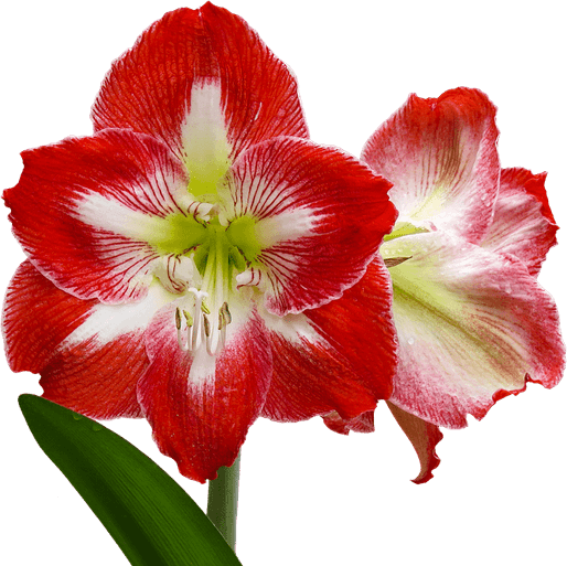 Exotic Flower PNG