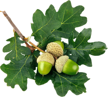 Oak Tree PNG