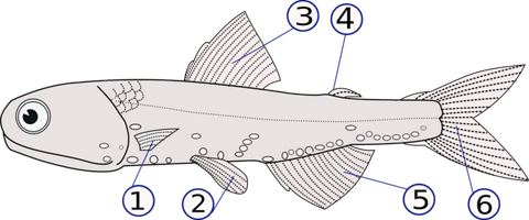 Tripod Fish PNG