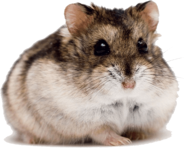 Hamster PNG