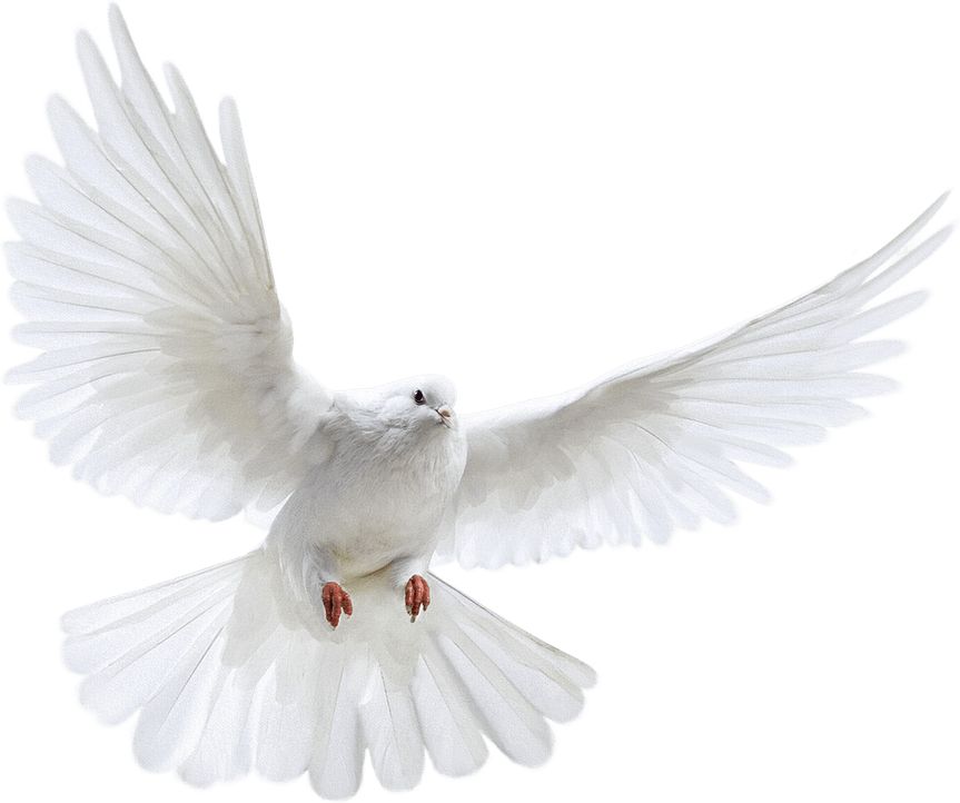 Flying Dove PNG