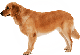 Pet PNG