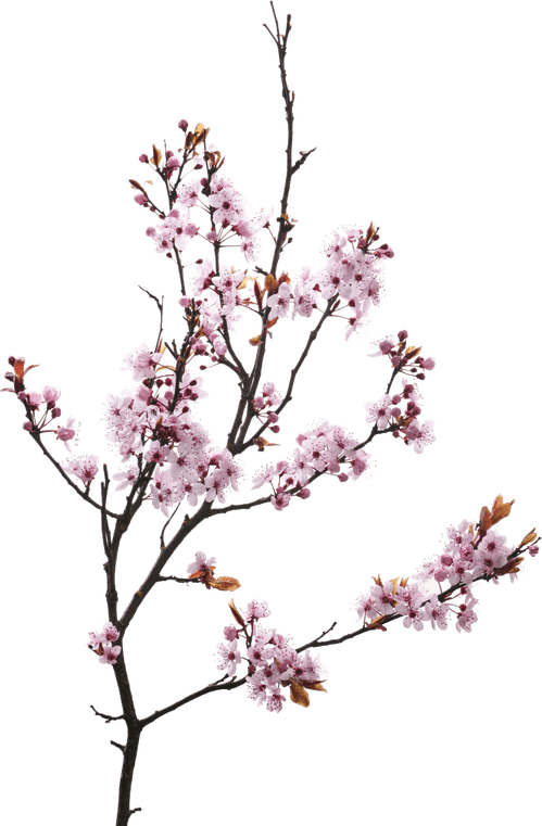 Japan Flower PNG