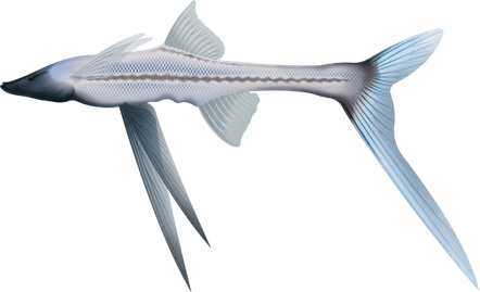Tripod Fish PNG