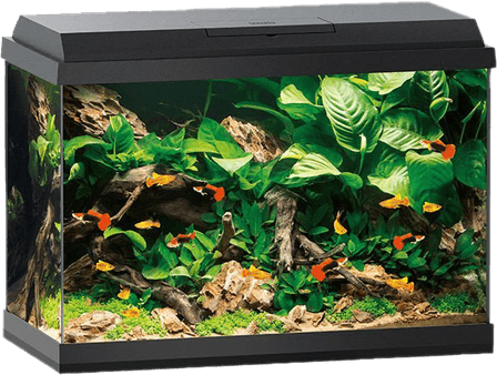 Aquarium Fish Tank PNG