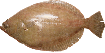 Flounder PNG