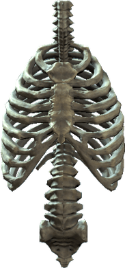 Rib Cage PNG