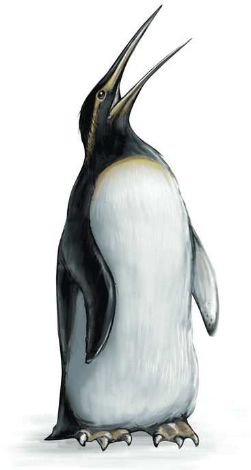 King Penguin PNG