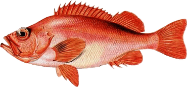 Red Fish PNG